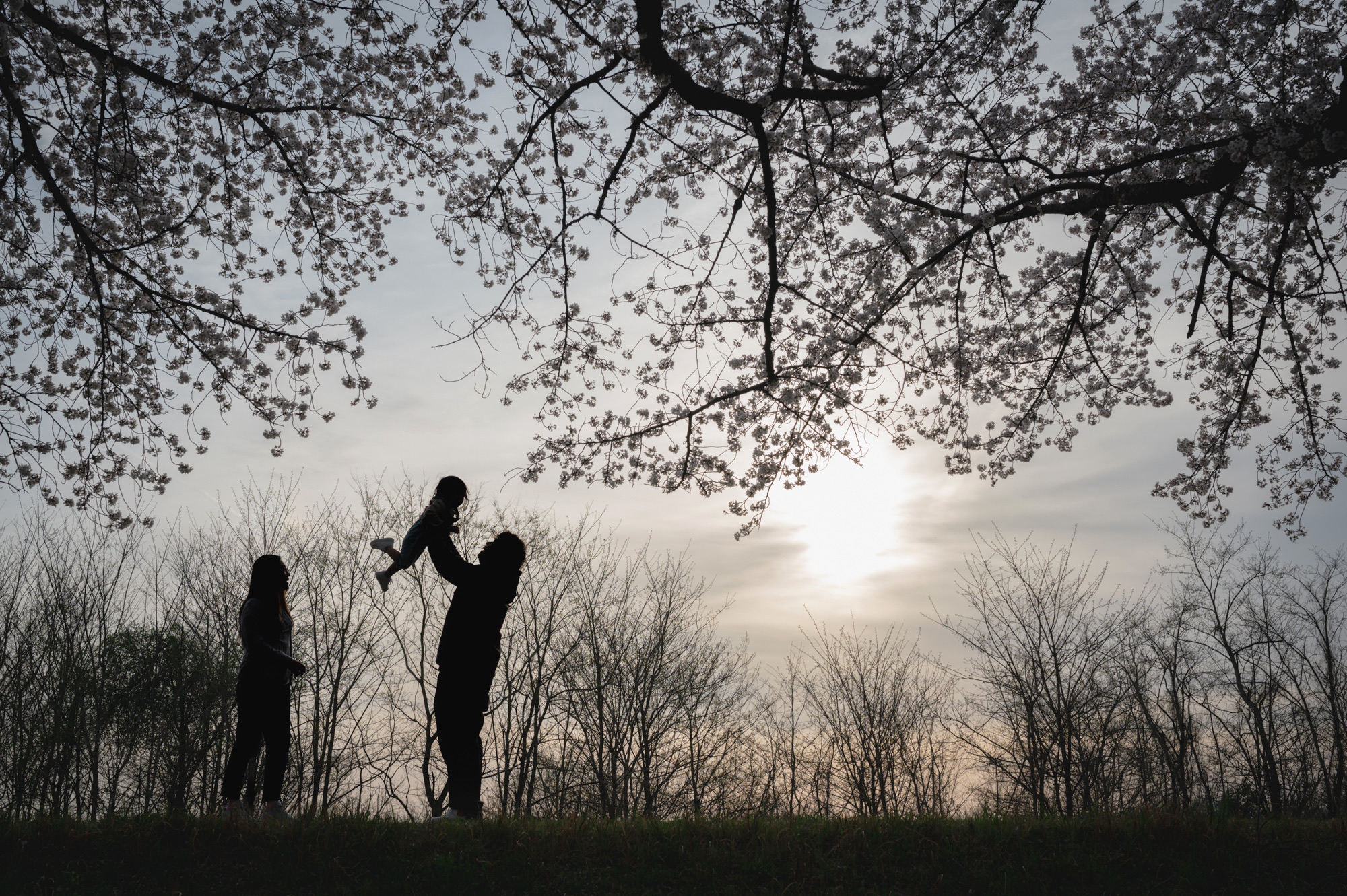 桜の下で過ごす家族